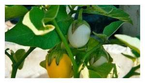 甜瓜爆料完整视频,揭秘事件背后真相